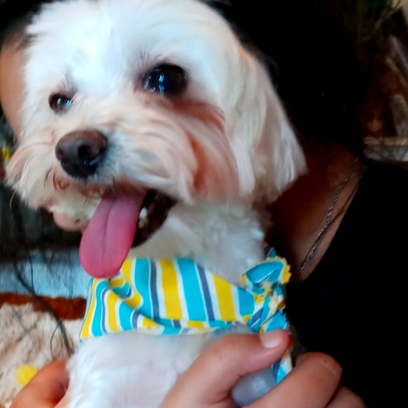 Small Dog Taco Costume